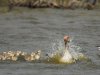 Grauwe gans