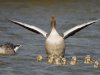 Grauwe gans