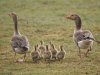 Grauwe gans
