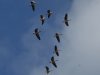 Grauwe gans