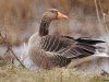 Grauwe gans