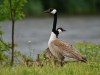 Grote Canadese gans
