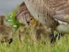 Grote Canadese gans