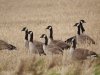 Grote Canadese gans