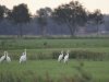 Grote zilverreiger