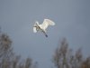 Grote zilverreiger