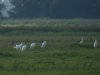 Grote zilverreiger