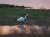 Grote zilverreiger