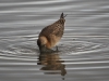 Grutto