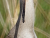 Grutto