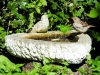 Huismus