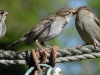 Huismus