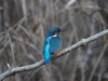 IJsvogel
