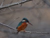 IJsvogel