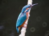 IJsvogel