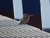 IJsvogel