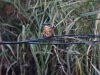 IJsvogel
