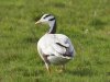 Indische gans
