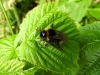 Hommel