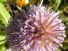 Hommel