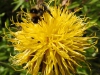 Hommel