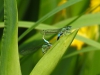 Waterjuffer