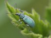 Groene Struiksnuittor