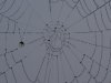 Spinnenweb