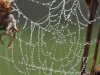 Spinnenweb