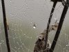 Spinnenweb