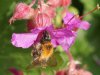 Hommel