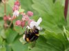 Hommel