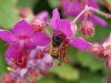Hommel
