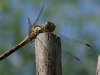 Libelle