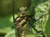 Libelle