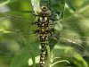 Libelle
