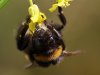 Hommel