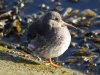 Paarse strandloper