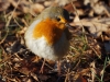 Roodborst