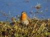 Roodborst