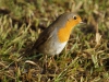 Roodborst