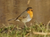 Roodborst