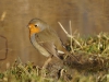 Roodborst
