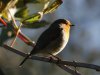 Roodborst
