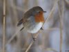 Roodborst