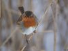 Roodborst