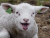 Schaap