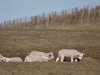Schaap