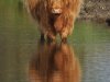 Schotse Hooglander