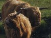 Schotse Hooglander